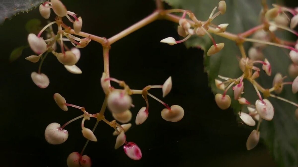 Simbiosis, still