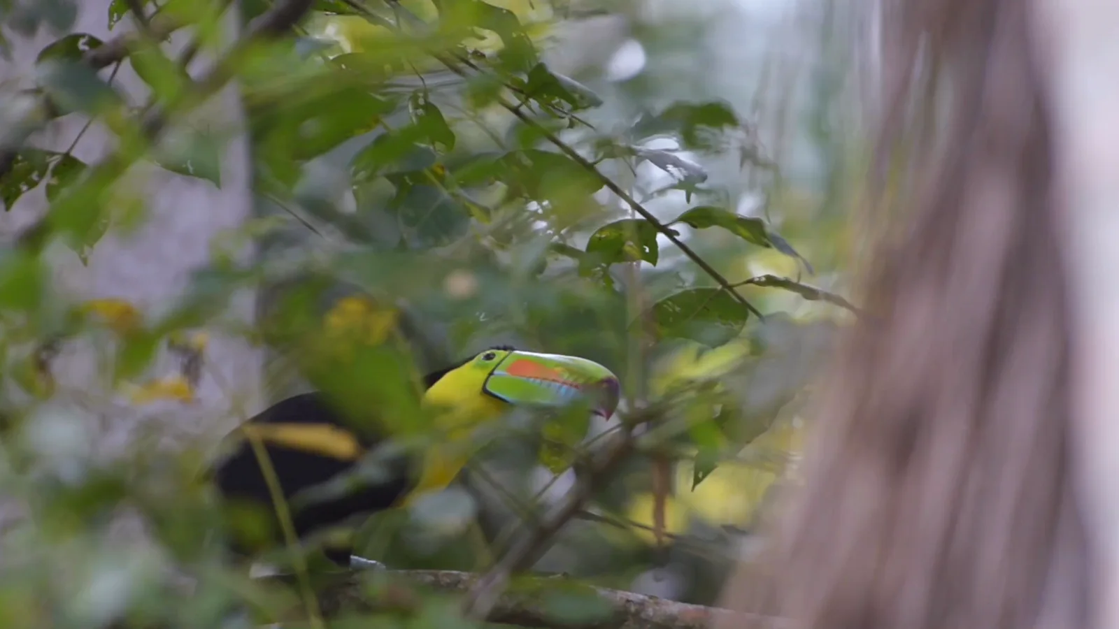 Los Cuentos del Bosque, still