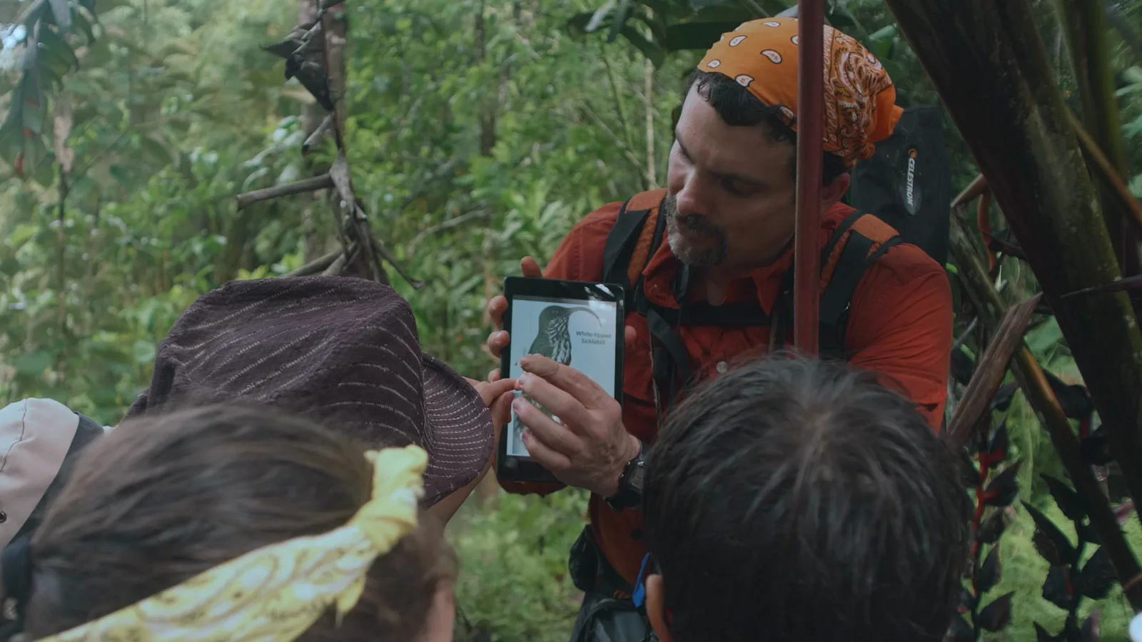Los Cuentos del Bosque, still