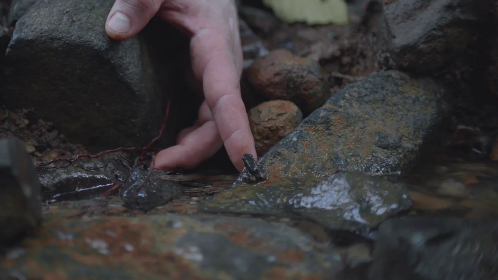 Los Cuentos del Bosque, still
