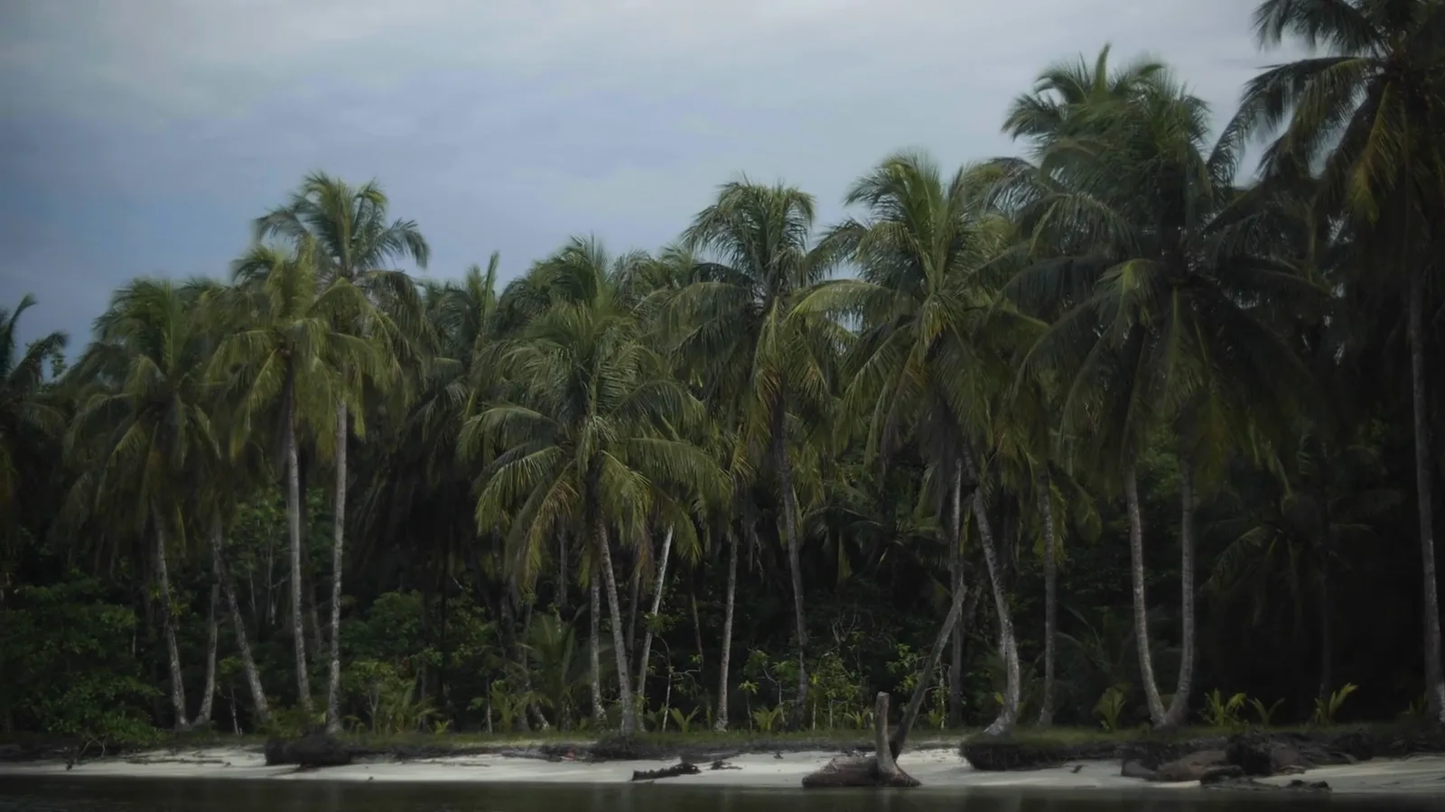 Isla Escudo de Veraguas · Estudiando juntos su biodiversidad, still