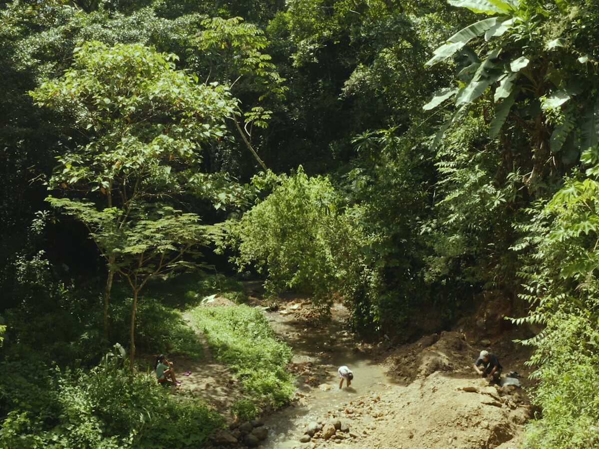 Rainforest in Panama