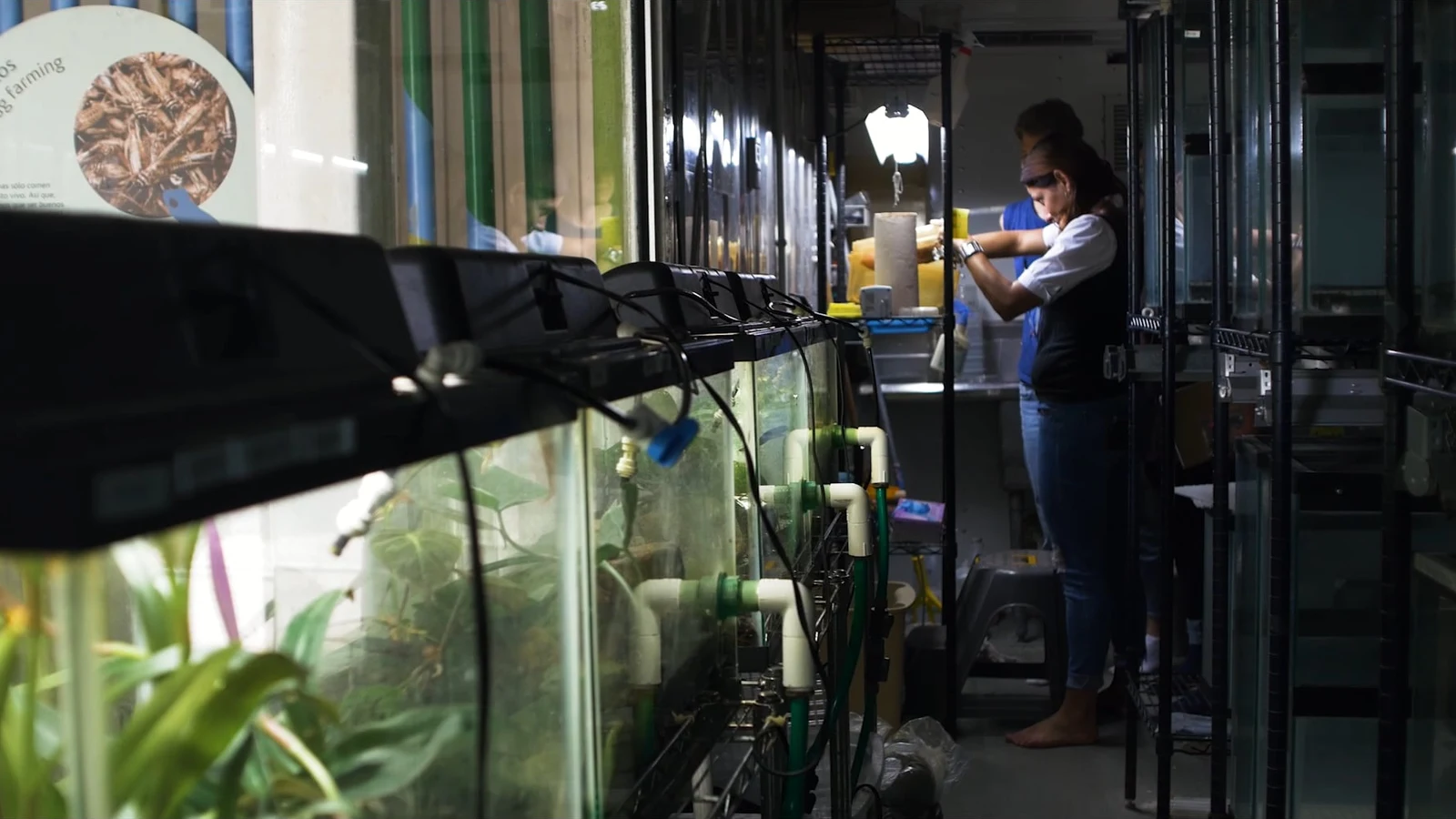 Volunteer at an amphibian rescue centre
