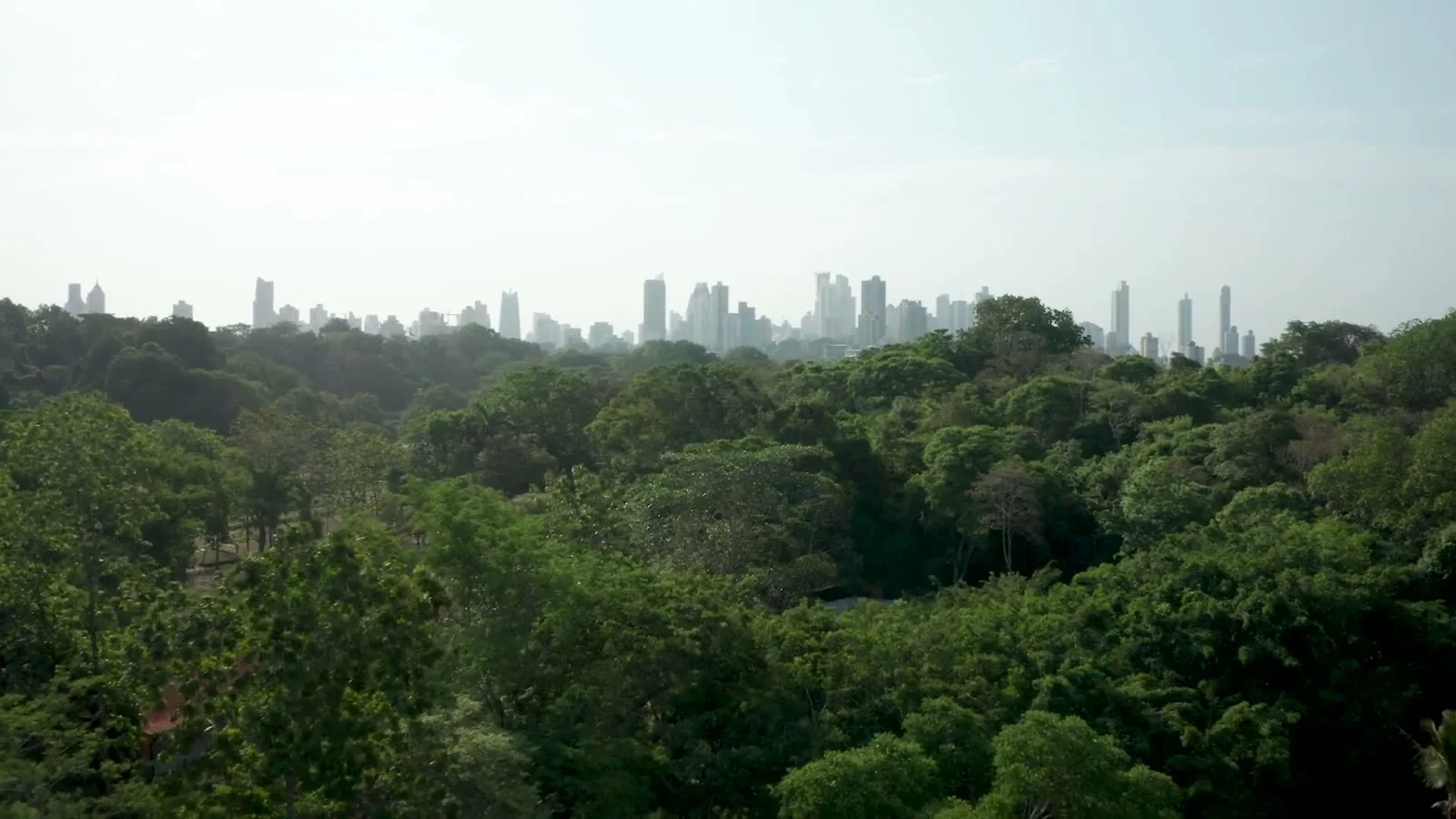 Explora un bosque rodeado de ciudad