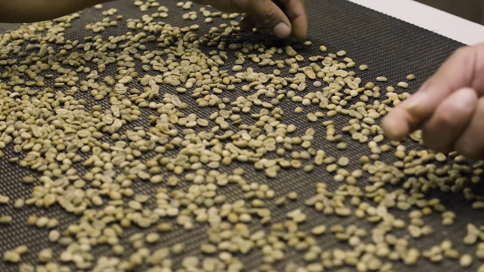 Harvest coffee
