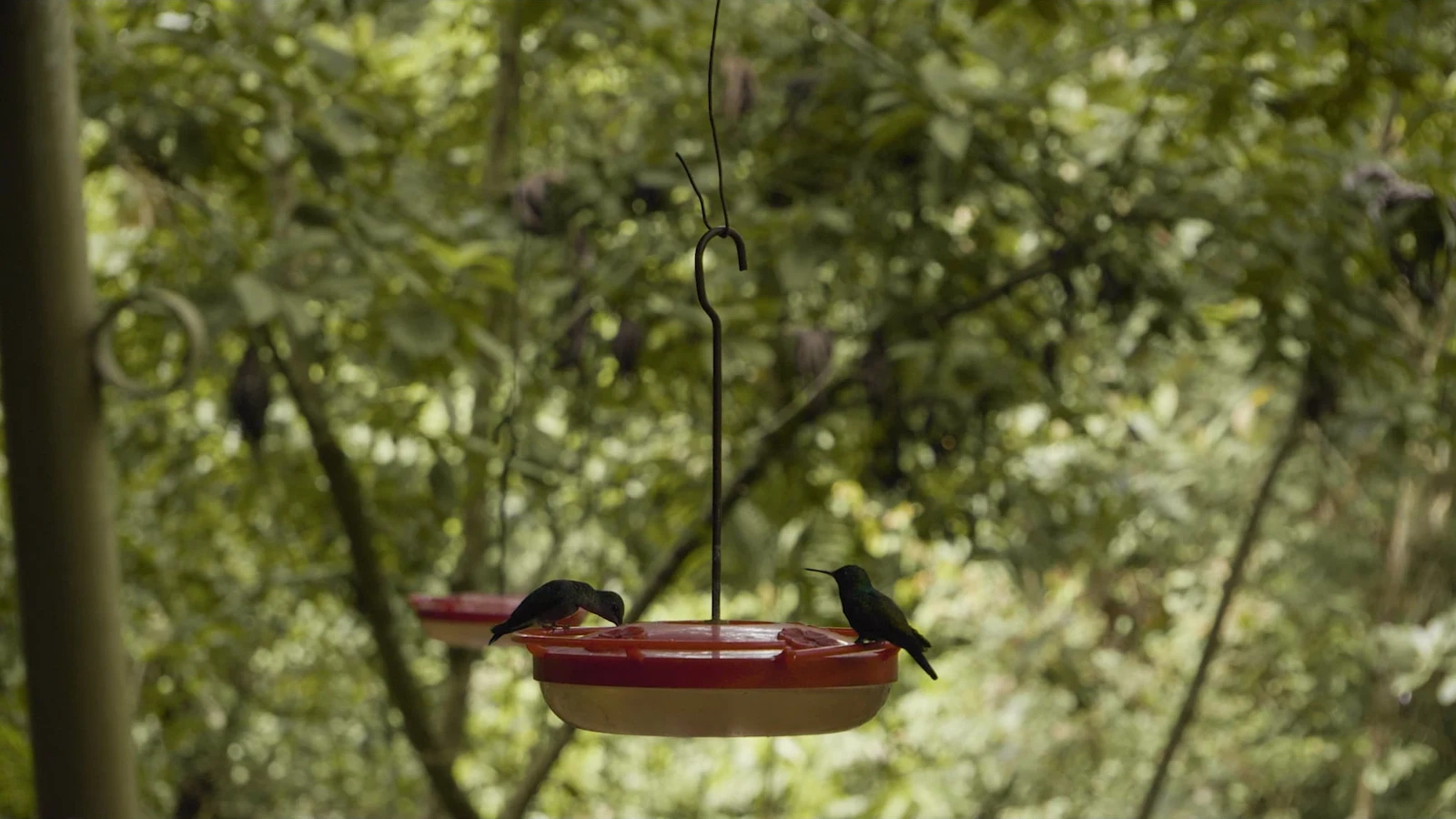 Surround yourself with hummingbirds