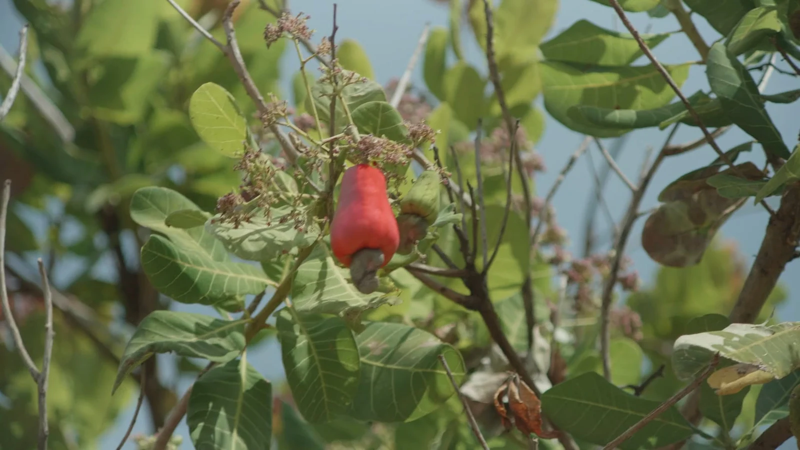 Roast your own cashew nuts
