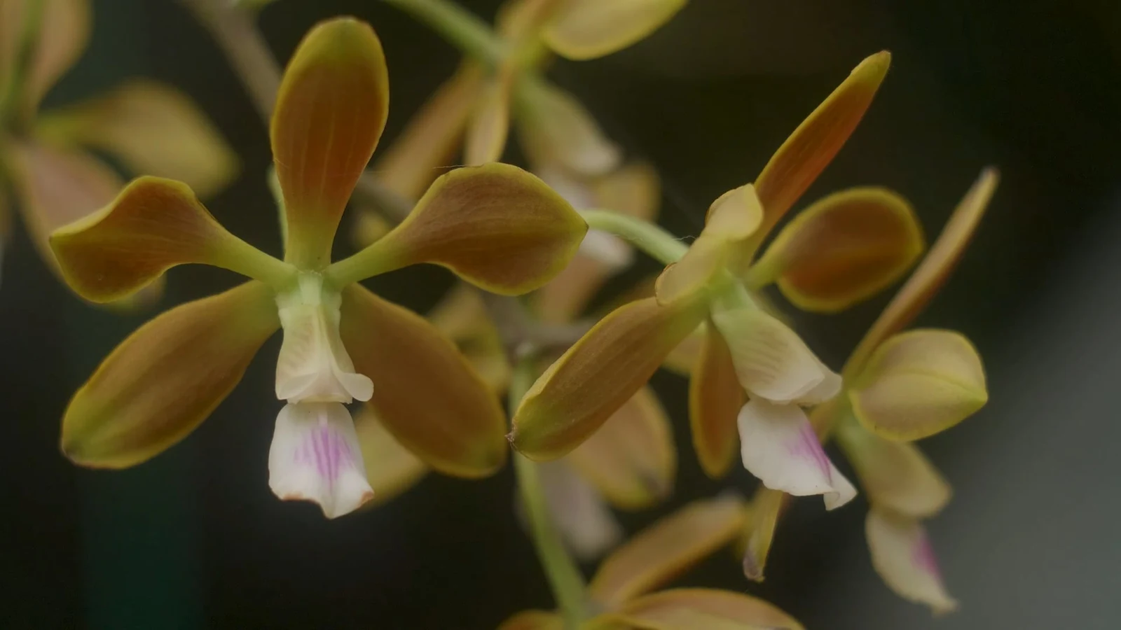 Pick the prettiest orchid of them all