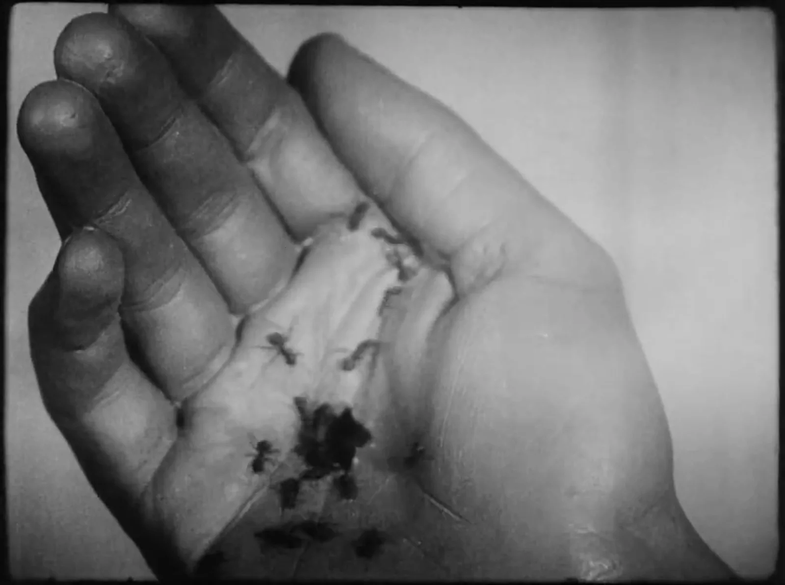 Un Chien Andalou en vivo