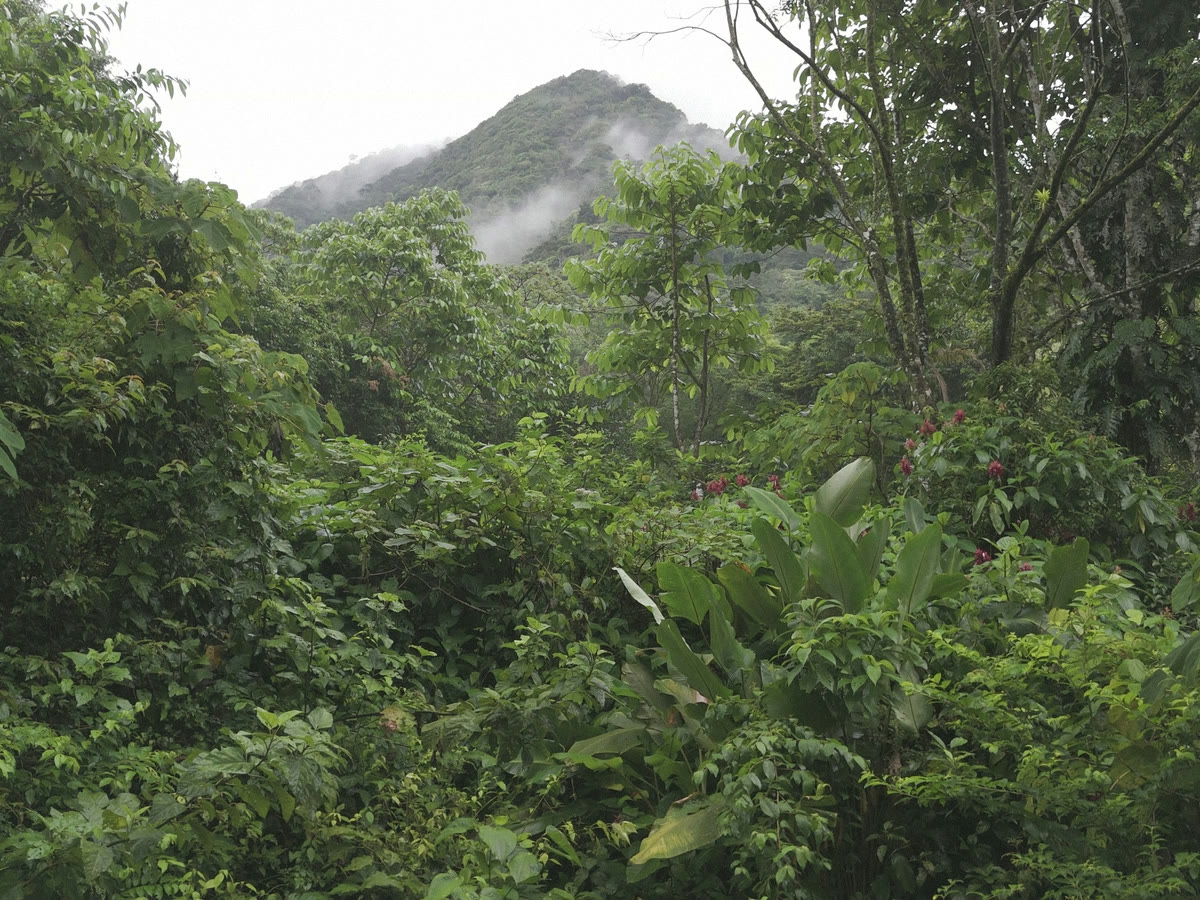 Selva de Panamá
