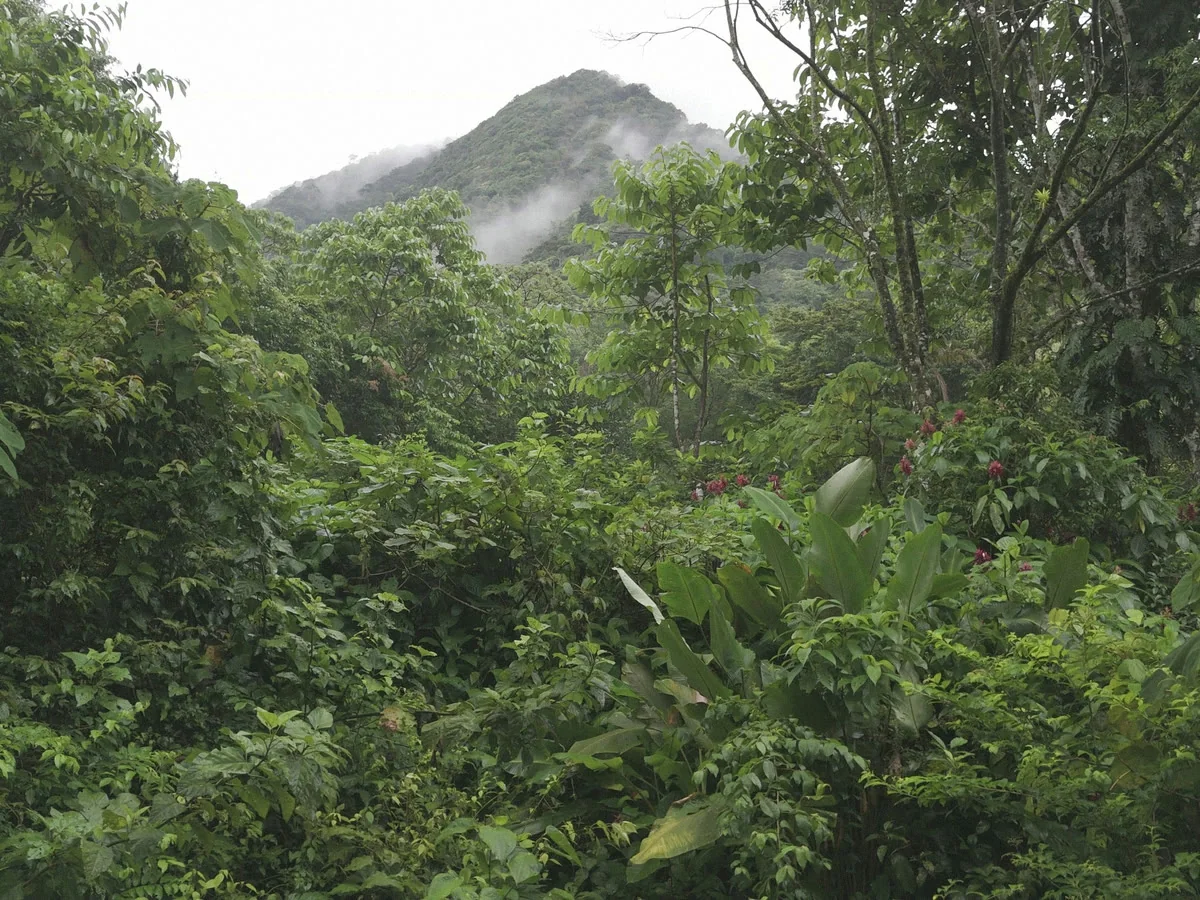 Selva de Panamá