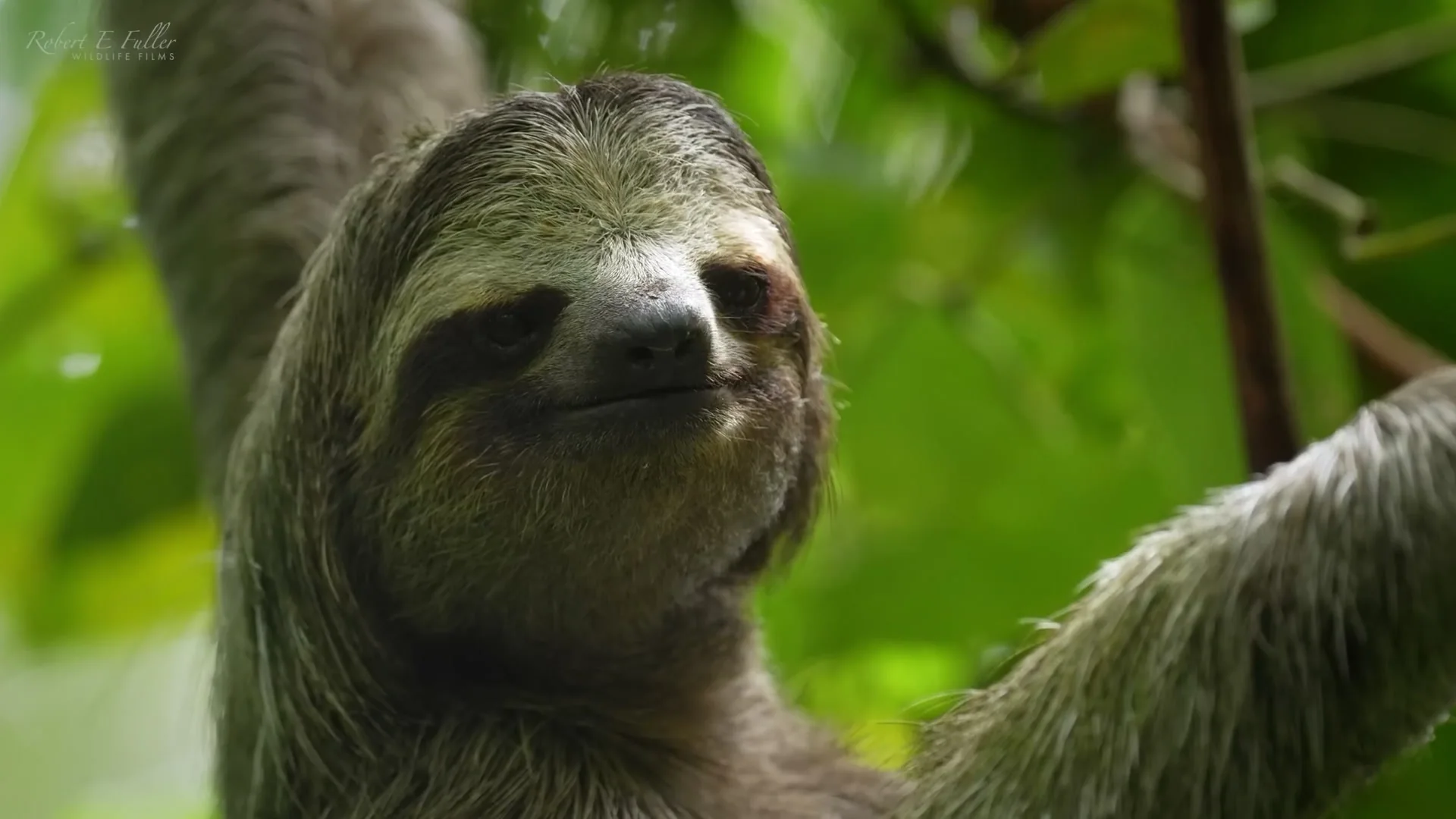La torre y yo: la historia del Canopy Tower, still